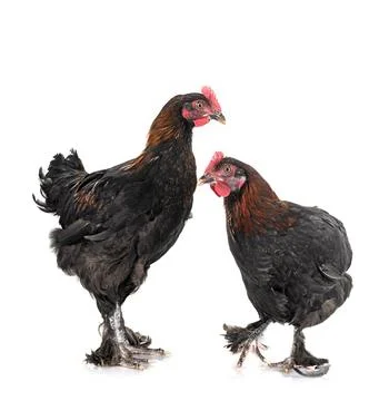 Marans chicken in studio Stock Photos