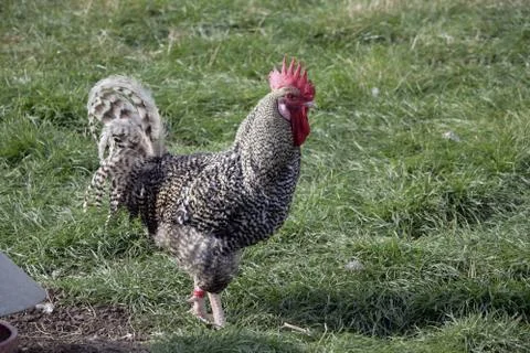 Marans Stock Photos