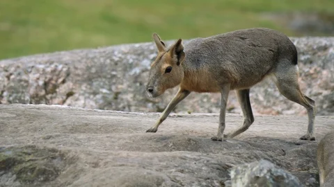 Maras (Dolichotis) walking Stock Footage 111825093