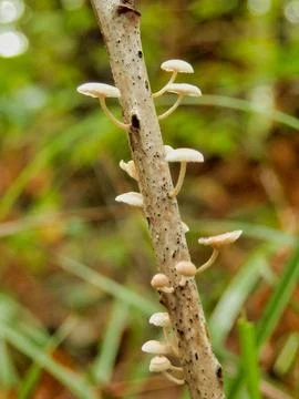 Marasmiellus ramealis. Stock Photos