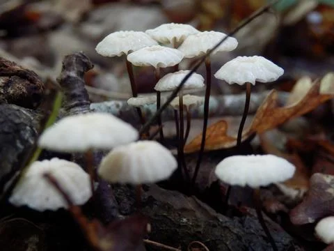 Marasmius rotula Stock Photos