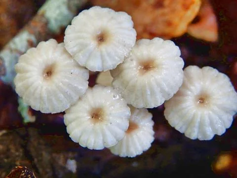 Marasmius rotula Stock Photos