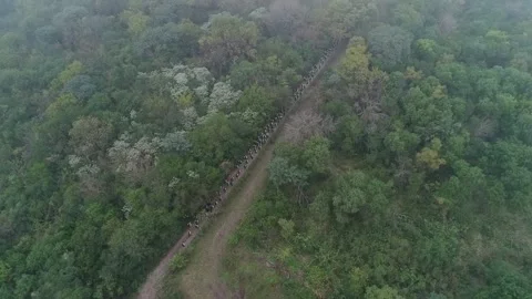 Marathon of endurance in a forest. Stock Footage 131286126