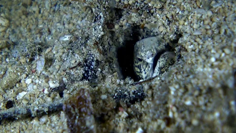 Marbeled snake eel head coming out of the sand, mouth opening and closing Stock Footage 112552642