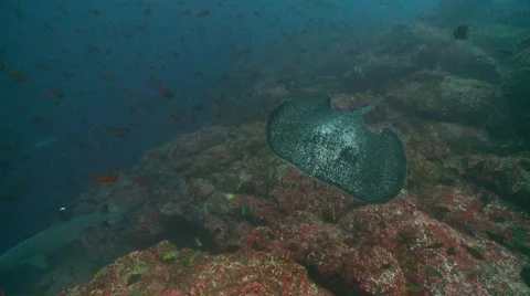 Marbil rey dawn Stock Footage 56615592