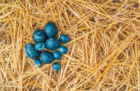 Marble-blue eggs of different sizes are concentrated in a group on the straw. Foto stock