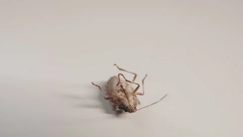 The marble bug is lying on its back and trying to roll over on its feet Stock Footage 175220222