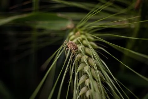 Marble bug on a spikelet of wheat on a dark background Stock Photos