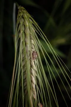 Marble bug on a spikelet of wheat on a dark background Stock Photos