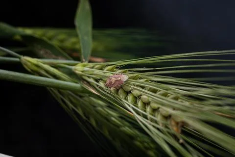 Marble bug on a spikelet of wheat on a dark background Stock Photos