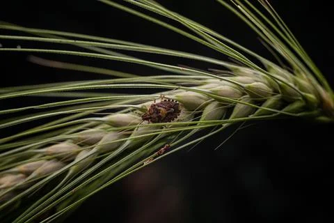 Marble bug on a spikelet of wheat on a dark background Stock Photos