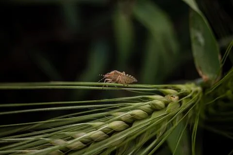 Marble bug on a spikelet of wheat on a dark background Stock Photos