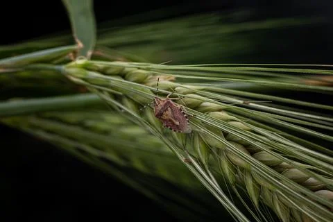Marble bug on a spikelet of wheat on a dark background Stock Photos