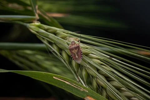 Marble bug on a spikelet of wheat on a dark background Stock Photos