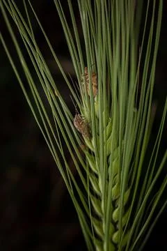 Marble bug on a spikelet of wheat on a dark background Stock Photos