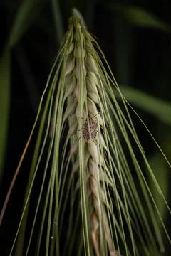 Marble bug on a spikelet of wheat on a dark background Stock Photos