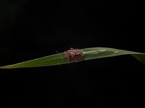 Marble bug on a spikelet of wheat on a dark background Stock Photos