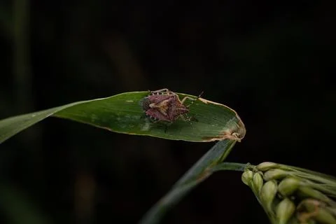 Marble bug on a spikelet of wheat on a dark background Foto stock