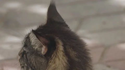 A marble-patterned Maine Coon moves its ears to pick up sounds Stock Footage 346255757