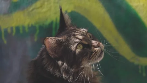 A marble-patterned Maine Coon is watching a rat closely Stock Footage 346848038
