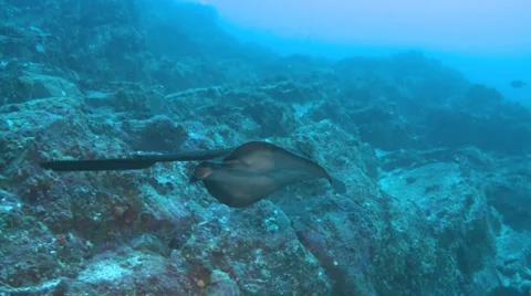 Marble ray fish swims over the reef - Cocos Island, tracking shot Stock Footage 31751622