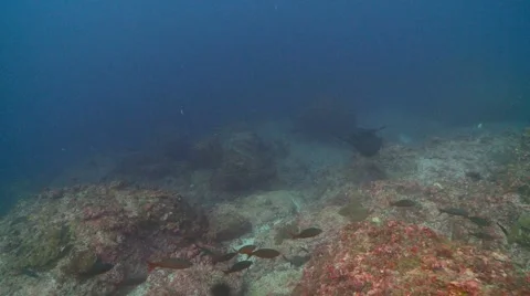 Marble ray with  jack fish hiding under it 動画素材 56615874