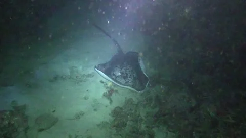 Marble Ray at Night Stock Footage 139723030