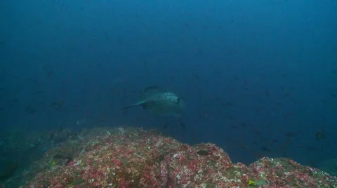 Marble ray swimming with reef fish Video stock 56615599