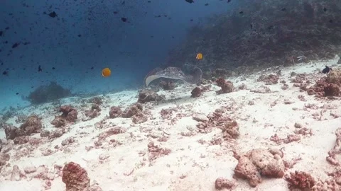 Marble Ray swimming straight at the camera and underneath Stock Footage 130239657