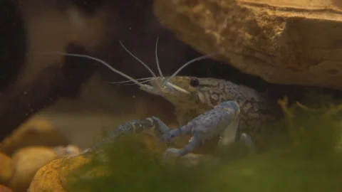 Marble river crayfish under water eating algae Stock Footage 120209514