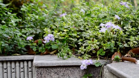 Marble Rock made Steps and staircases park bench of a public park Decorated w Stock Footage 127815200