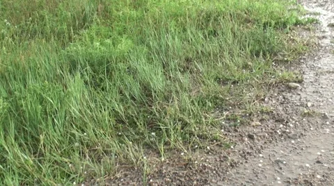 Marble-sized Hail Stock Footage 54745917