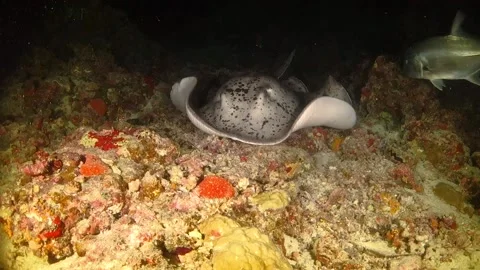 Marble stingray swimming up close to the camera at night Stock Footage 130239839