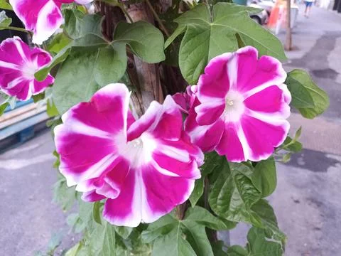 Marble texture background image Stock Photos