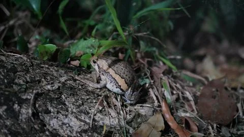 Marbled Ball Frog on Forest Floor Amphibian Wildlife Stock Photos