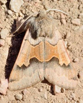 Marbled brown moth Stock Photos