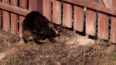 A marbled cat plays on the ground near a fence during mating season Stock Footage 304202082