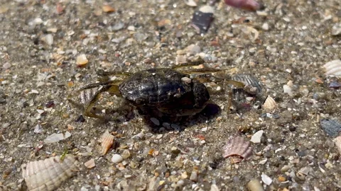 Marbled Crab Pachygrapsus Walking on Sandy Shell Beach — Macro Marine Wildlife Stock Footage 334064766