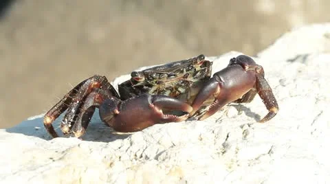 Marbled crab portrait close-up , Pachygrapsus marmoratus , Jupiter Coast , Black Stock Footage 11760968
