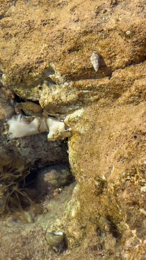 Marbled Crab Underwater Eating Bread with Claws in Clear Water Stock Footage 334813284