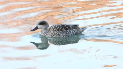 Marbled duck, marbled teal, Marmaronetta angustirostris, Spain Vídeos de archivo 234345923