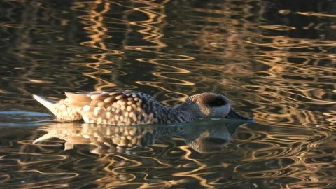 Marbled duck, marbled teal, Marmaronetta angustirostris, Spain Stock Footage 234345938