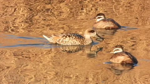 Marbled duck, marbled teal, Marmaronetta angustirostris, Spain 库存影片 234345946