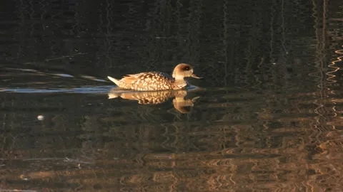 Marbled duck, marbled teal, Marmaronetta angustirostris, Spain 動画素材 234345969