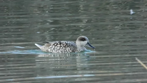 Marbled duck, marbled teal, Marmaronetta angustirostris, Spain 動画素材 234345990
