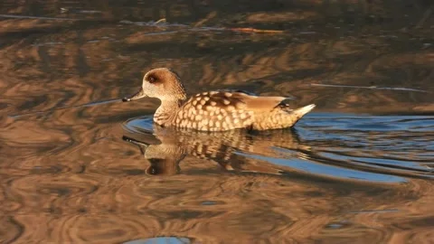 Marbled duck, marbled teal, Marmaronetta angustirostris, Spain Vídeos de archivo 234345991