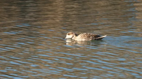Marbled duck, marbled teal, Marmaronetta angustirostris, Spain Stock Footage 234346029