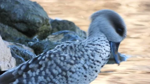 Marbled duck, marbled teal, Marmaronetta angustirostris, Spain Vídeo Stock 234346035