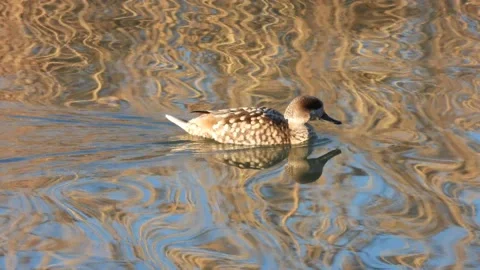Marbled duck, marbled teal, Marmaronetta angustirostris, Spain Stock Footage 234346078