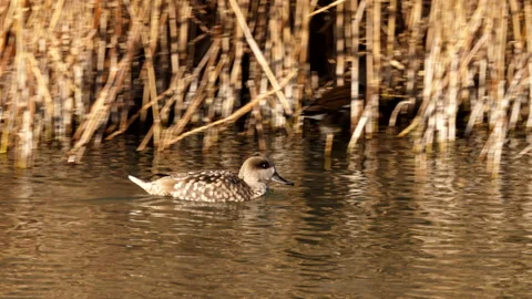 Marbled duck, marbled teal, Marmaronetta angustirostris, Spain 스톡 동영상 234346120